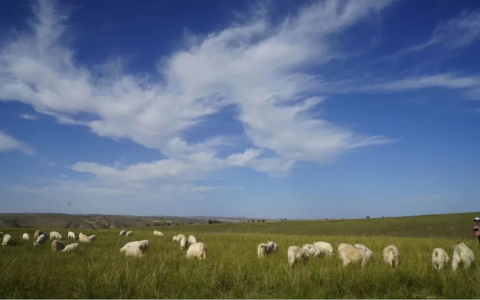 羊业产值超55亿，环县怎么做到的？