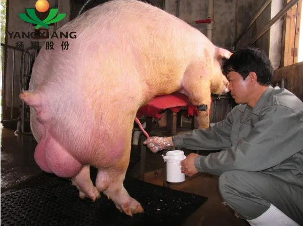 为了一袋好猪精扬翔秀博磨剑20年上