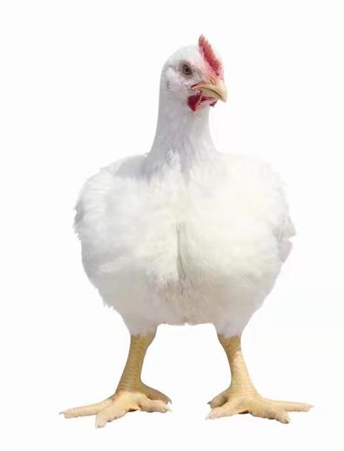 突围中国白羽肉鸡自主育种翻身记
