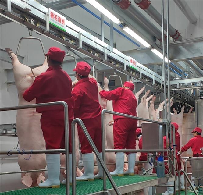 聚焦河南上农实业400万头生猪屠宰加工项目发展背后的"上蔡速度"